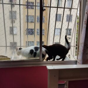 IMG-20201101-WA0005 (1)