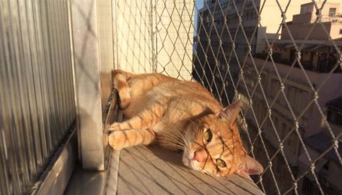 rede de proteção varanda sacada niteroi contra pombo anti passaro gato janela